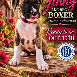Gina - Brindle female Boxer puppy in Pine River, Wisconsin from Jenks Boxers
