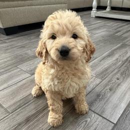 White - Cream female Goldendoodle puppy in Bakersfield, California from Lavish Doodles