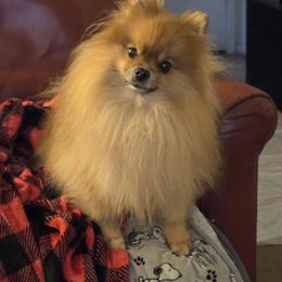 Pomeranian All Grown Up from Kayla's Pomeranians