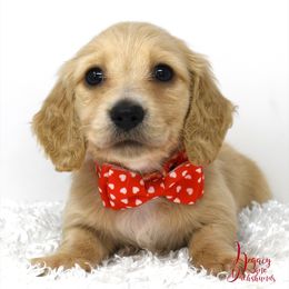 Rebel - Dachshund puppy from Legacy Lane Dachshunds