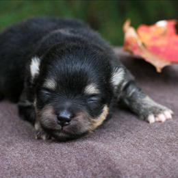 Pumpkin - Black and tan female Pomeranian puppy in Bremen, Indiana from AMS Pomeranians and Pomskies in Indiana