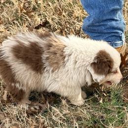 Larry - Red merle male Australian Shepherd puppy in Grove, Oklahoma from Dollface Aussies