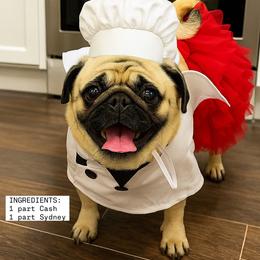 Sydney - Pug