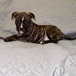 Monterey - Red brindle male American Staffordshire Terrier puppy in Franklin County, Vermont from Explicit Amstaffs Of New England