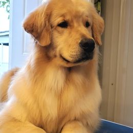 Quest - Golden Retriever
