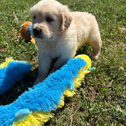 Extra - Golden female Golden Retriever puppy in Grant County, Indiana from On The Sunny Side Pavey Farms