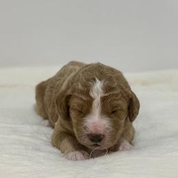 Papaya - Apricot female Goldendoodle puppy in Kenansville, North Carolina from J+A Family Doodles