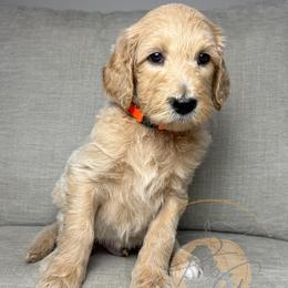 Creamsicle (orange collar) - Cream male Goldendoodle puppy in Murrieta, California from Apricot Poodles & Goldendoodles, LLC