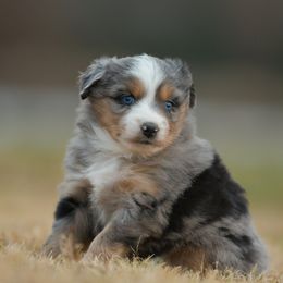 Miniature Australian Shepherd puppies from Southern Edition Aussies