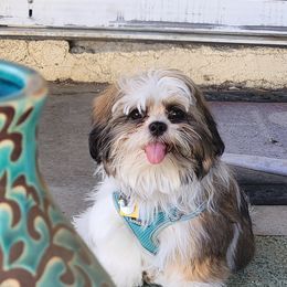 Shih Tzu Puppies from Kimberly's Heavenly Shih Tzus