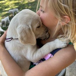 Labrador Retriever Puppies from Family Labs