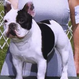 French Bulldogs from Northern Light's French Bulldog