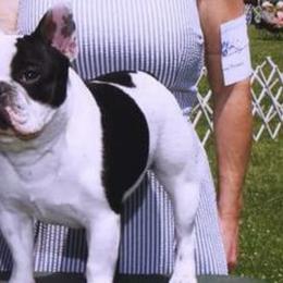 French Bulldogs from Northern Light's French Bulldog