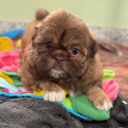 Whitney - Red female Shih Tzu puppy in Stafford, Virginia from Bayview Pups
