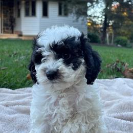 Vienna - Black and white female Cavapoo puppy in Gap, Pennsylvania from Luxe Cavapoo LLC