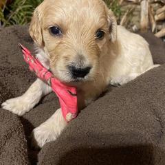 Goldendoodle Puppies from Firestorm Kennel