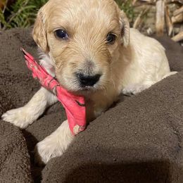 Goldendoodle Puppies from Firestorm Kennel