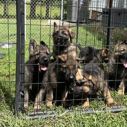 German Shepherd Puppies from Vom Burmeister Kennel