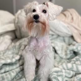Maple ( Adult to Retire) - White female Miniature Schnauzer puppy in Sacramento, California from Hardcastle Family Schnauzer’s