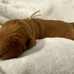 Persephone-yellow collar - Red  female Goldendoodle puppy in Chino Valley, Arizona from Whiskey Row Royals