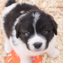 Pyrenean Mastiff Puppies from Estrella Polar Pyrenean Mastiffs