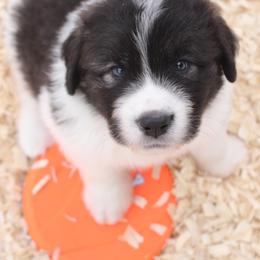 Pyrenean Mastiff Puppies from Estrella Polar Pyrenean Mastiffs