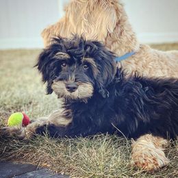 Bernedoodle All Grown Up from Sweetheart Doodles