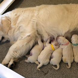 Golden Retriever Puppies from West Coast Cream Goldens