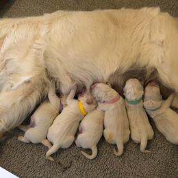 Golden Retriever Puppies from West Coast Cream Goldens
