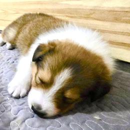 Hudson - male Scottish Collie puppy in Newcastle, Wyoming from Wykota 7K Scottish Collies