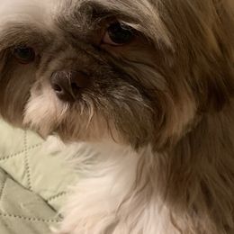 Sophie - Shih Tzu