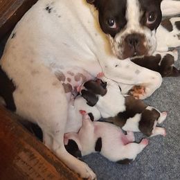 French Bulldogs from Razzmatazz Kennels