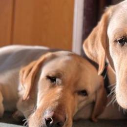 Labrador Retrievers from Truffle Labs LLC