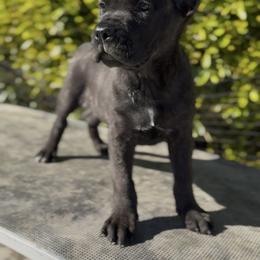 Male 1 - Black brindle male Cane Corso puppy in California from Donato Kennels