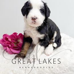 Orchard - Tri-color female Bernedoodle puppy in Baroda, Michigan from Great Lakes Bernedoodles