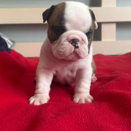 Boy 1 - White male Bulldog puppy in Crane Hill, Alabama from Jetana Bulldogs