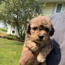 Arlo - Sable male Bernedoodle puppy in Lancaster, Missouri from Cavapoo Acres