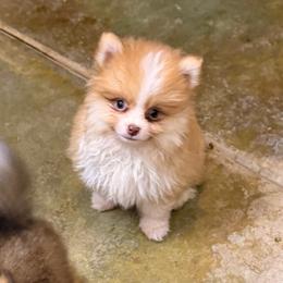 Caribou - Cream male Pomeranian puppy in San Diego, California from SD Bullies