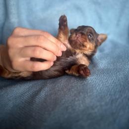 Puppy 5 - Chocolate and tan female Yorkshire Terrier puppy in Kissimmee, Florida from The Yorkie House