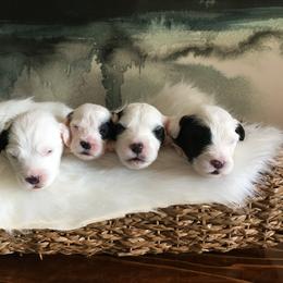 Old English Sheepdog Puppies from Ridgeruns OES
