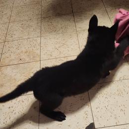Blue collar - Black seal male German Shepherd puppy in Montalba, Texas from LM German Shepherd Dogs
