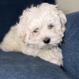 Maltipoo Puppies from Antonae Wallace