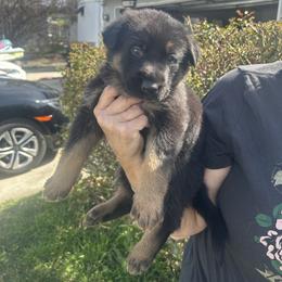 Vanity - Black and tan female German Shepherd puppy in Whitewater, California from Vom Haus Metzler Shepherds