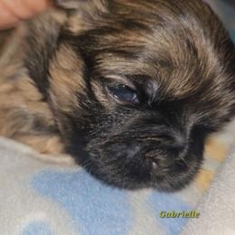 Gabrielle - Brindle female Shih Tzu puppy in Los Banos And Bay Area, California from Shantii's Shih Tzu's