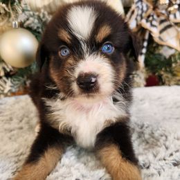 Ralph - Black tri male Miniature Australian Shepherd puppy in Lakeland, Florida from Sunshine Mini Aussies