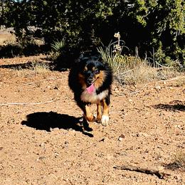 Gemma - Toy Australian Shepherd