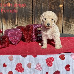Goldendoodle and Poodle Puppies from Grand Valley Goldendoodles