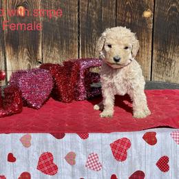Goldendoodle and Poodle Puppies from Grand Valley Goldendoodles