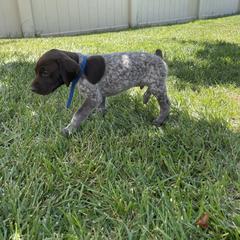German Shorthaired Pointer Puppies from Silver Mountain Pointers