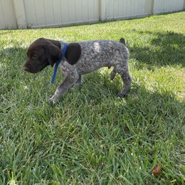 German Shorthaired Pointer Puppies from Silver Mountain Pointers